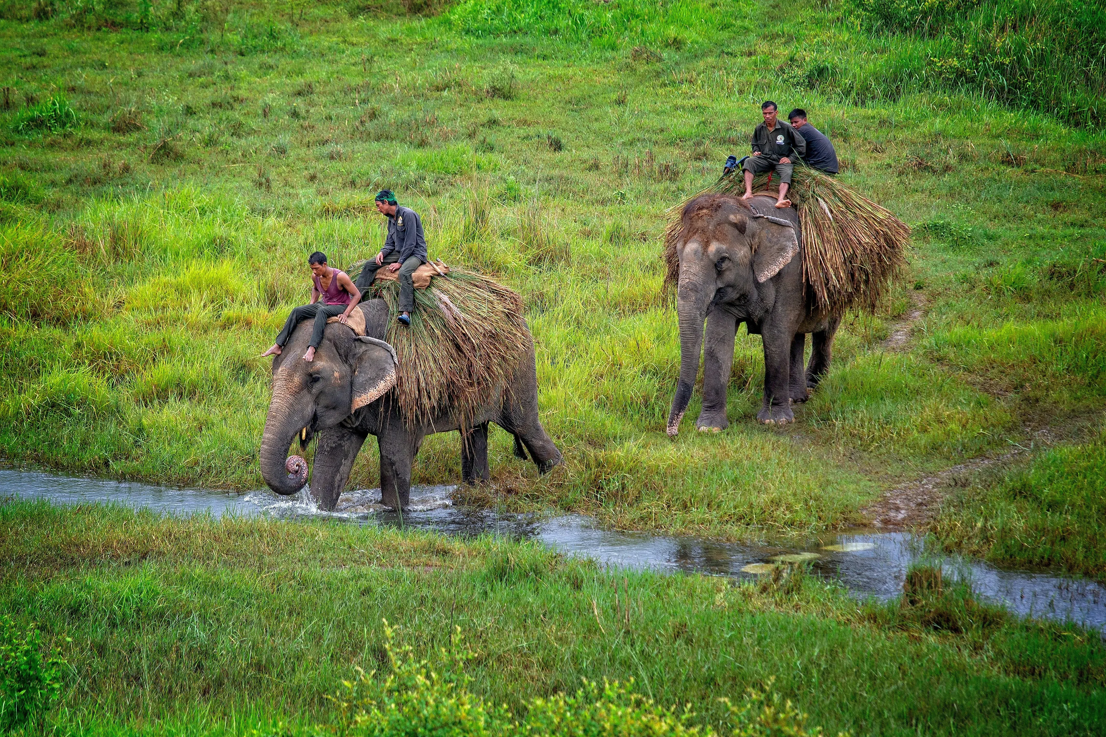 Chitwan – Jungle Adventure & Wildlife