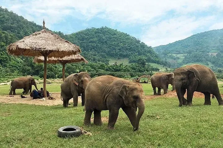 Elephant Nature Park (Chiang Mai)