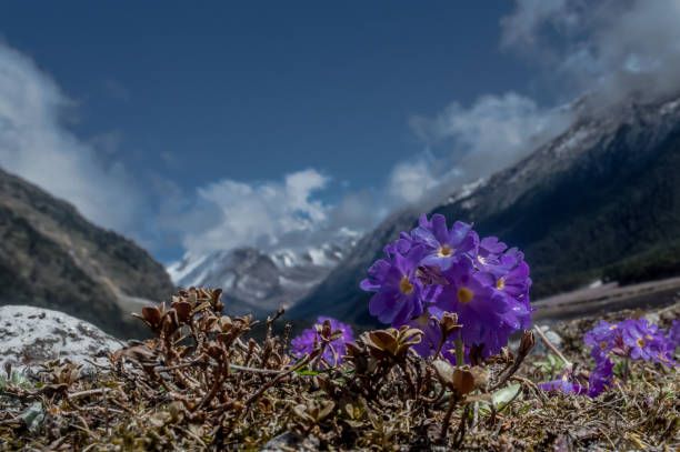 Lachung – Gateway to Yumthang Valley